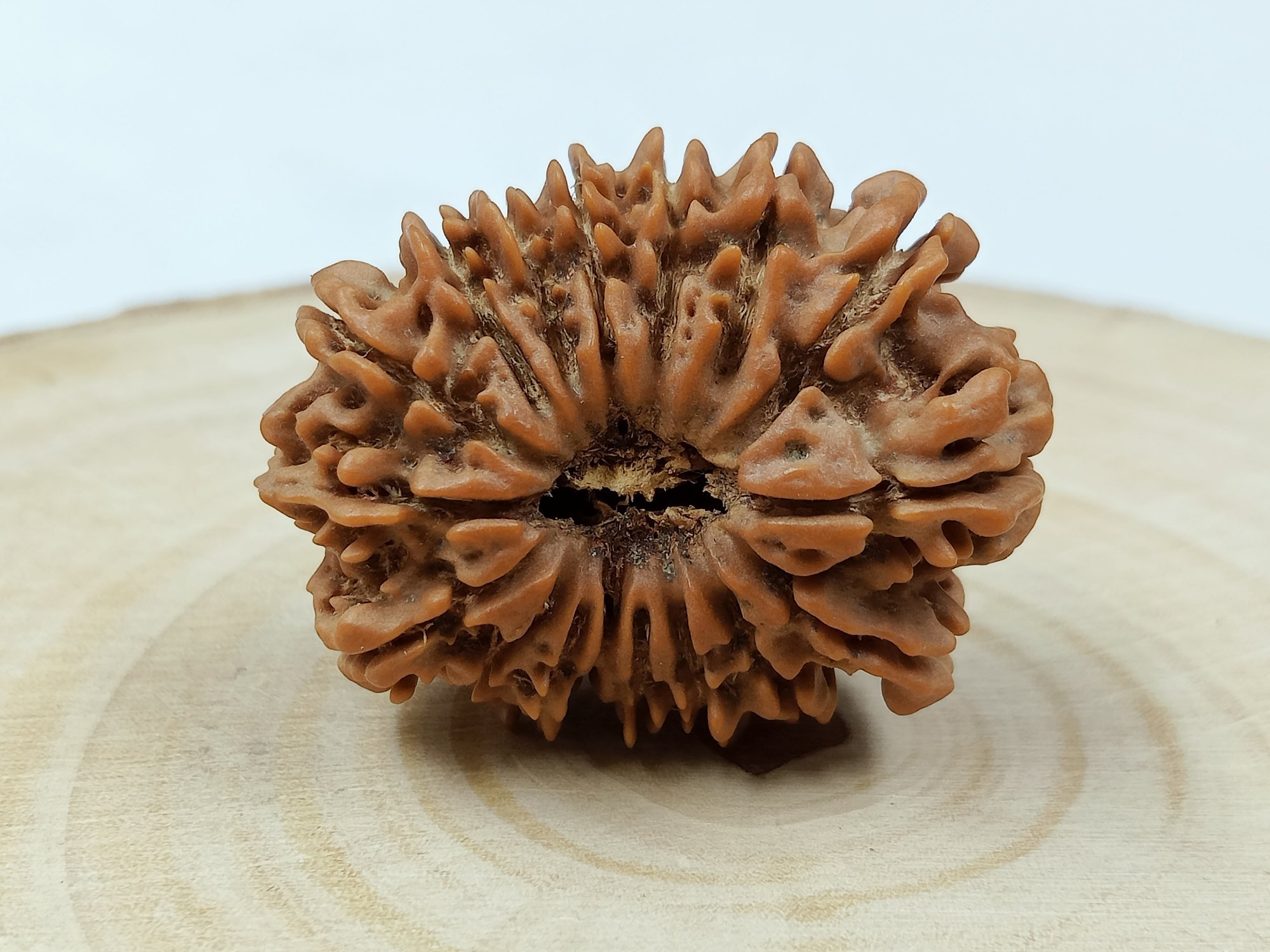 17 Mukhi Rudraksha 