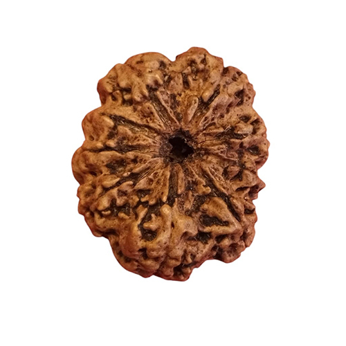 9 Mukhi Ganesh Rudraksha 